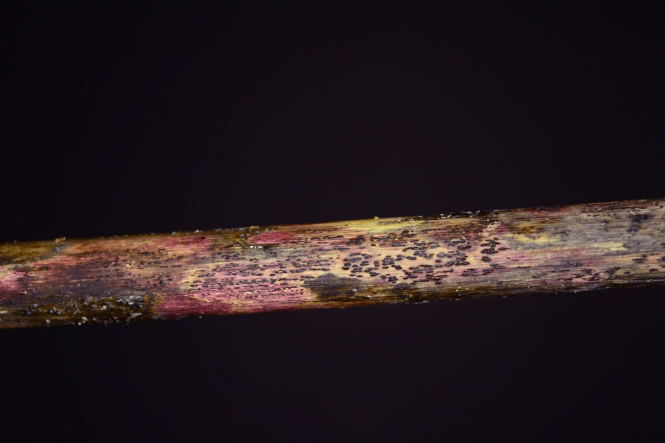Lophiostoma caulium image