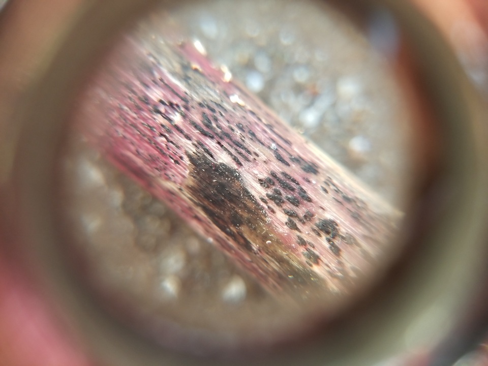 Lophiostoma caulium image