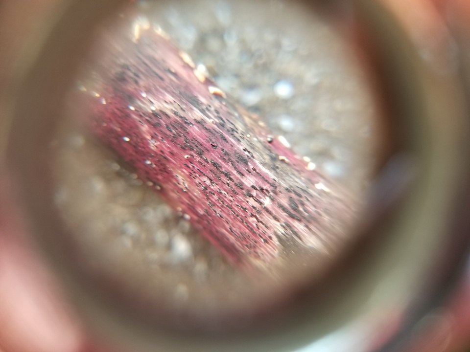 Lophiostoma caulium var. congregatum image