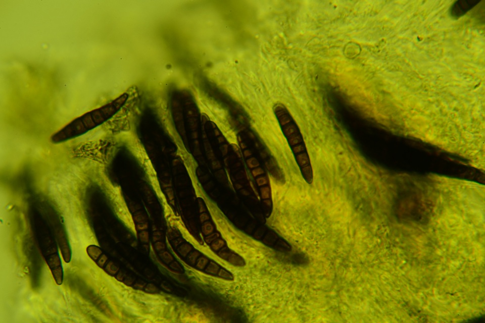 Lophiostoma caulium var. congregatum image