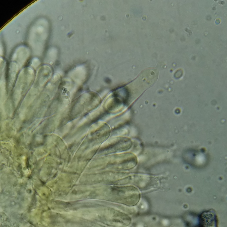 Lactarius hysginus image
