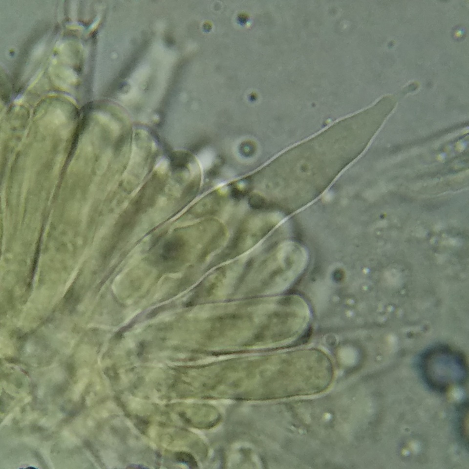 Lactarius hysginus image