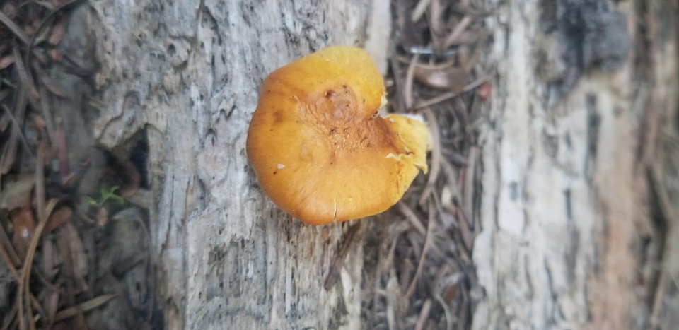 Gymnopilus aurantiophyllus image