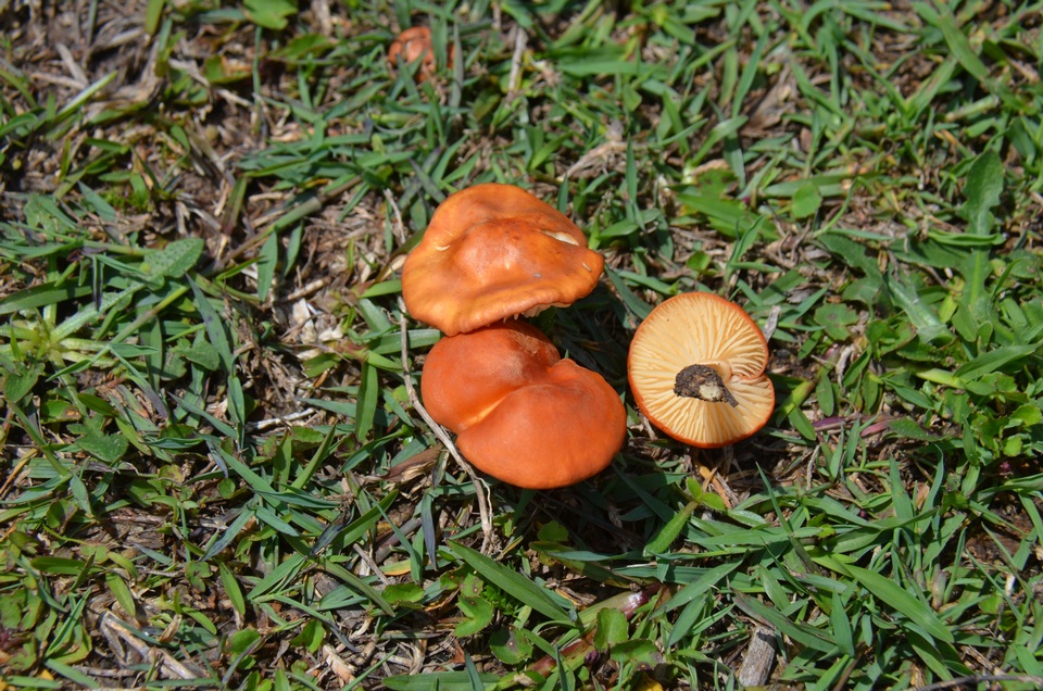 Marasmius aurantioferrugineus image