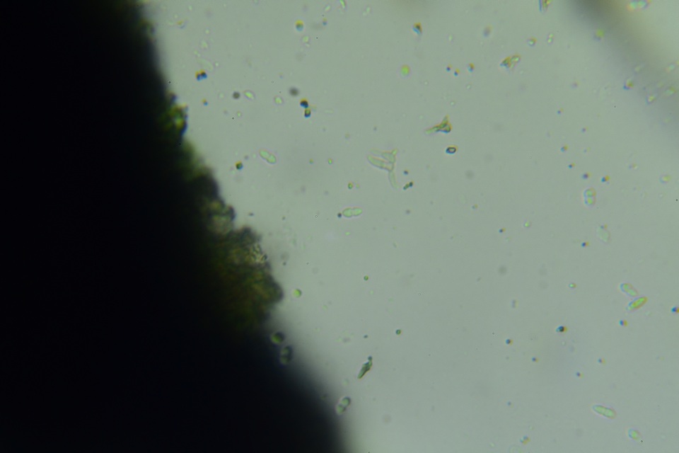 Anteaglonium parvulum image
