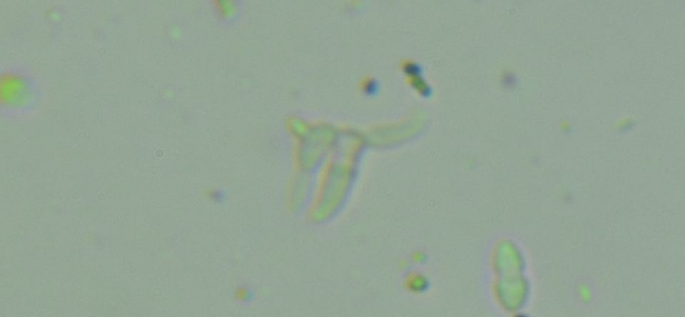 Tripospermum camelopardus image