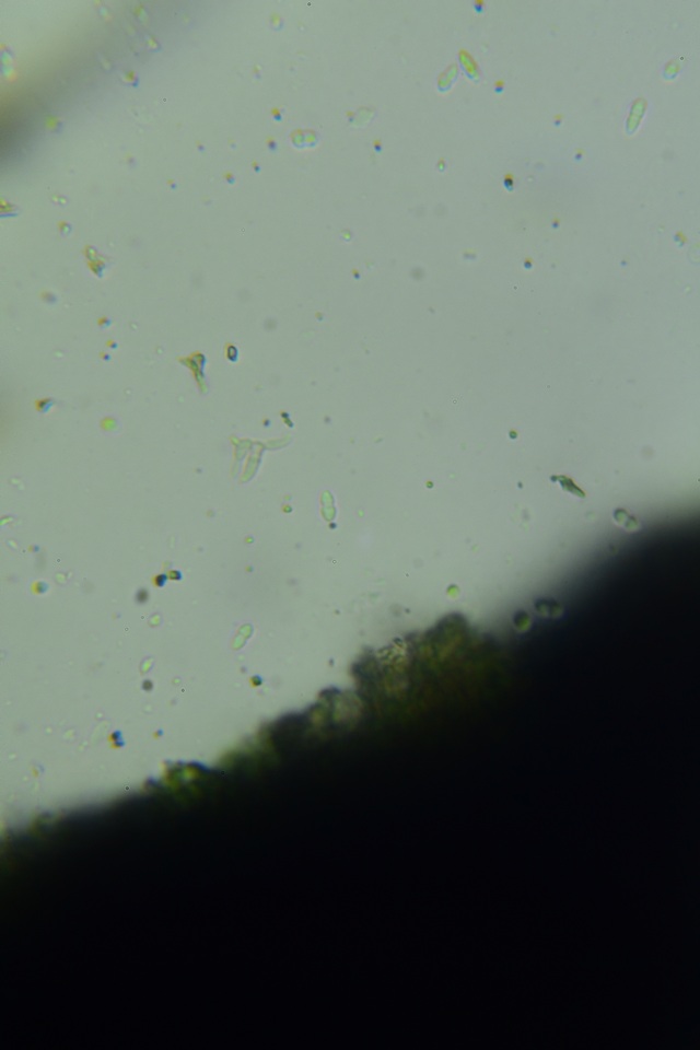Tripospermum camelopardus image