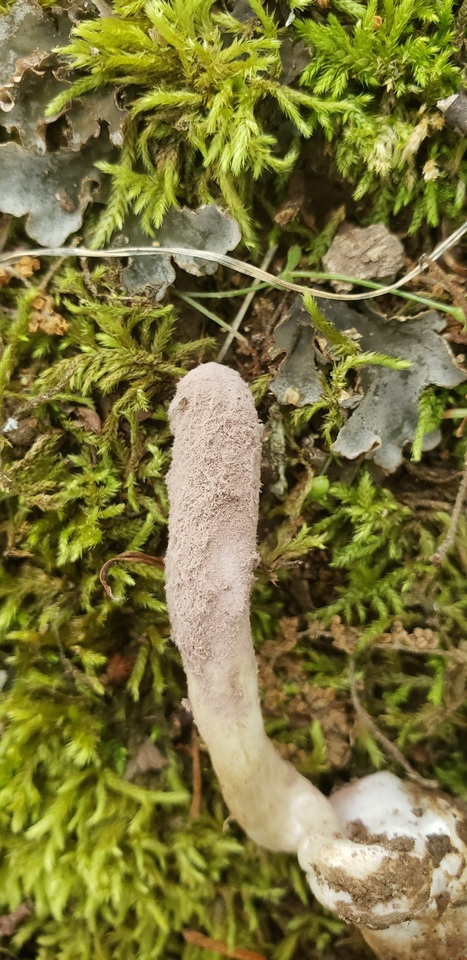 Purpureocillium atypicola image