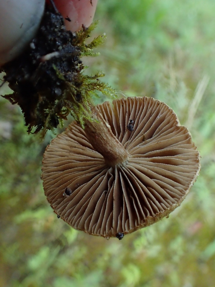 Inocybe perbrevis image