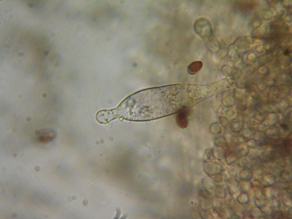 Psathyrella madeodisca image