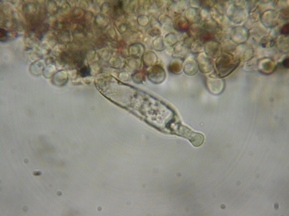 Psathyrella madeodisca image