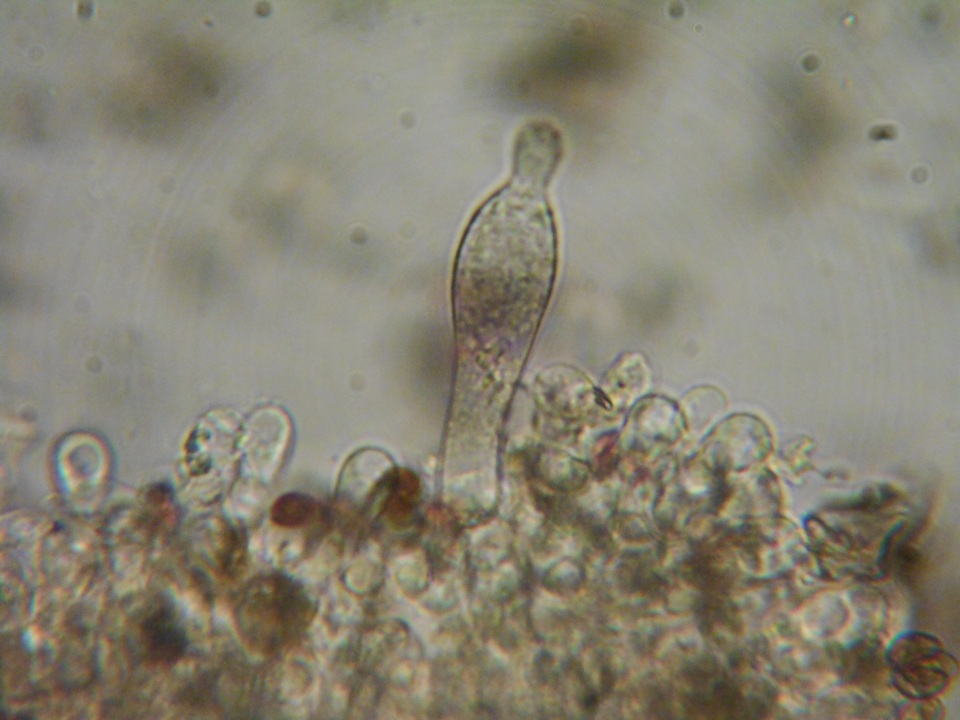 Psathyrella madeodisca image