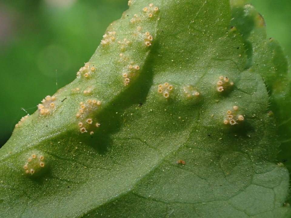 Puccinia ornatula image