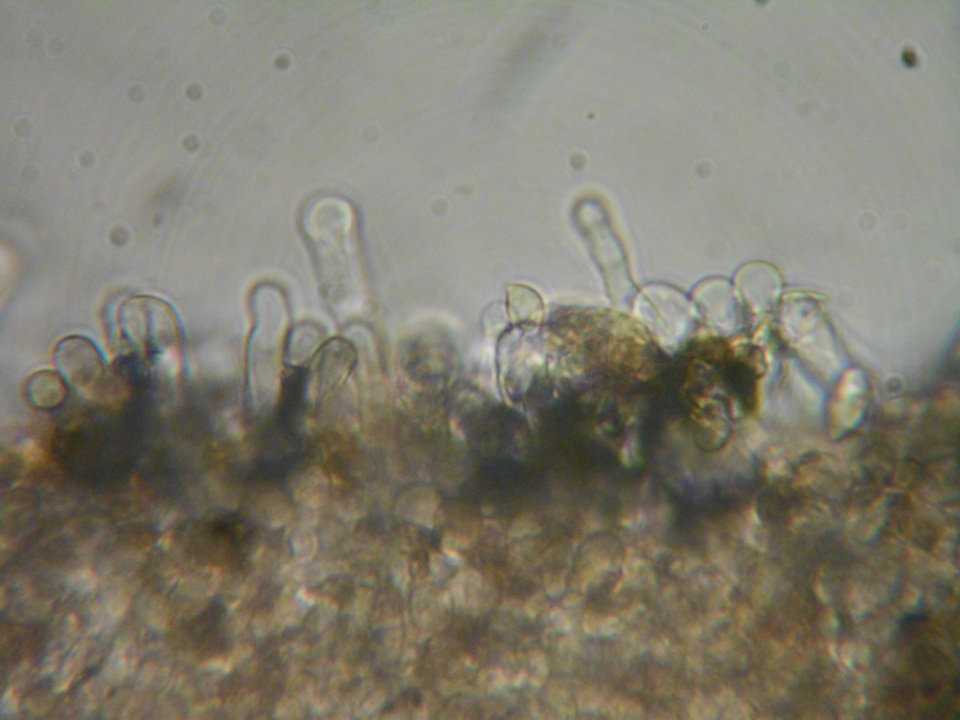 Flammulaster carpophilus var. subincarnatus image