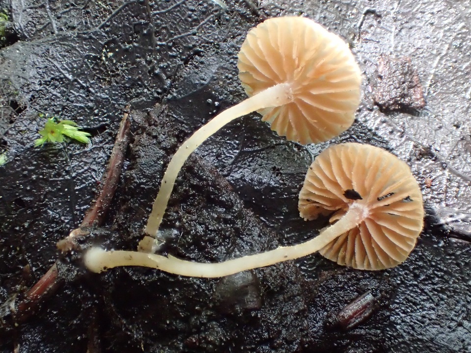 Flammulaster carpophilus var. subincarnatus image
