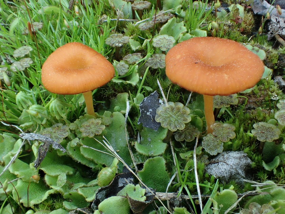 Loreleia marchantiae image