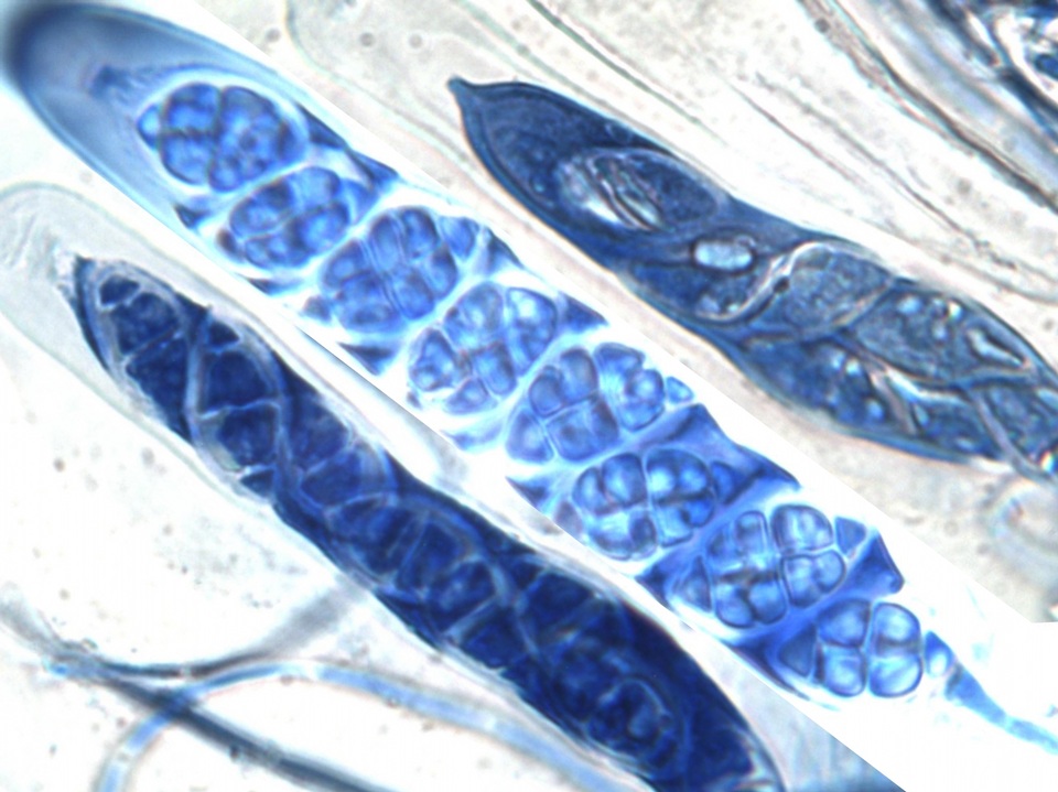 Leptogium cochleatum image