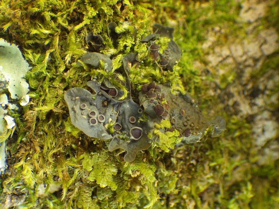 Leptogium cochleatum image