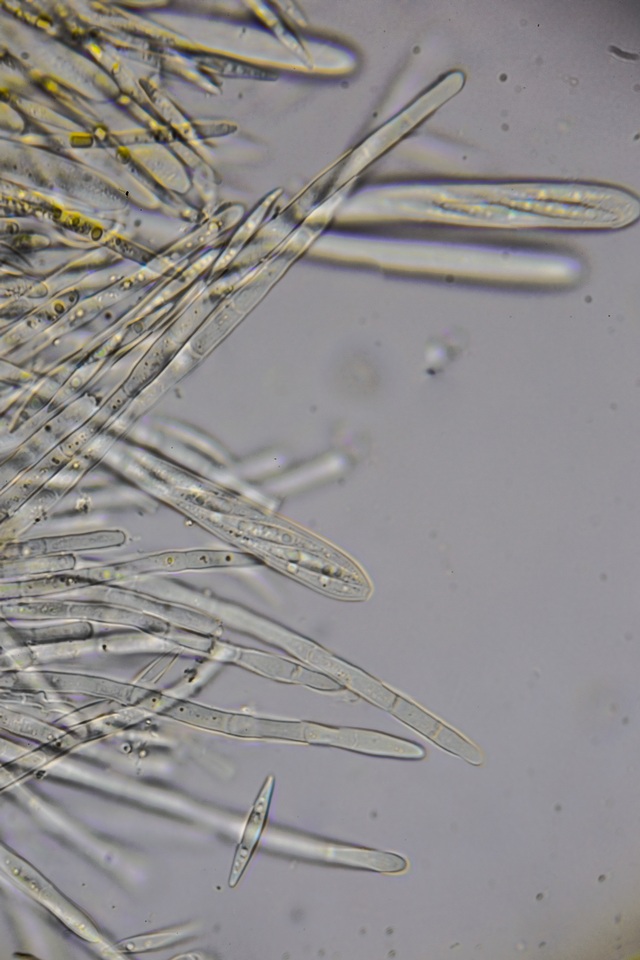 Lachnellula ellisiana image