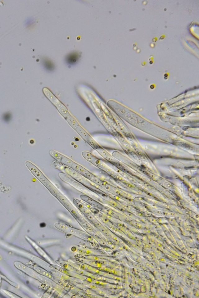 Lachnellula ellisiana image