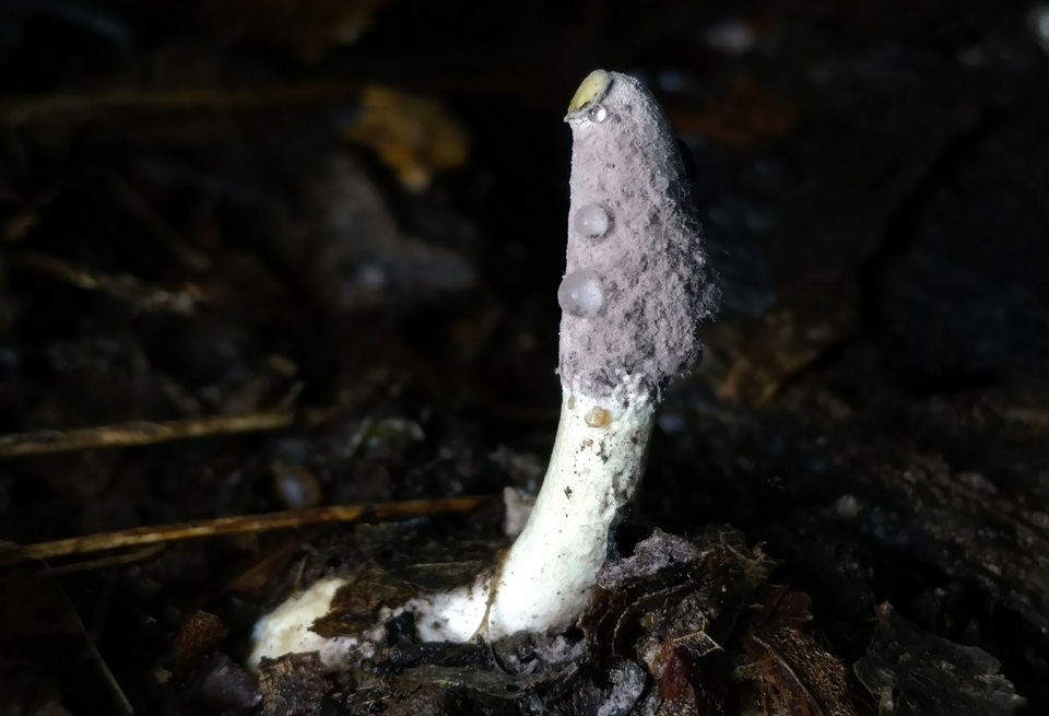 Purpureocillium image