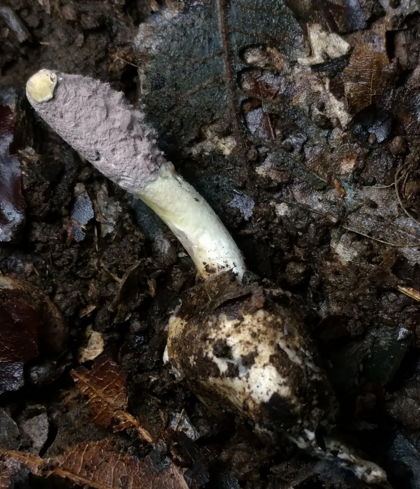 Purpureocillium atypicola image