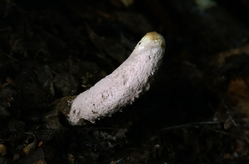 Purpureocillium image