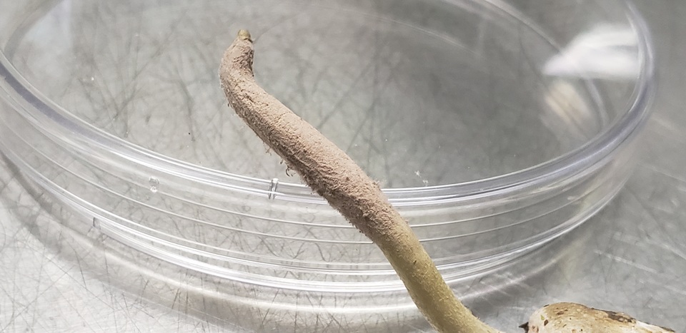 Purpureocillium atypicola image