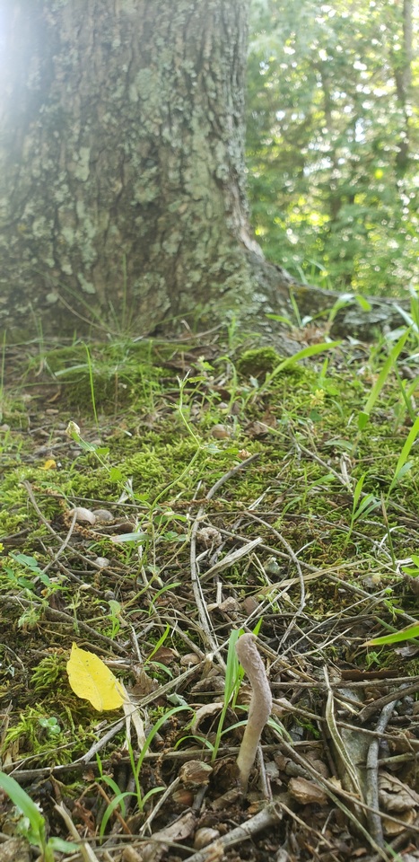 Purpureocillium atypicola image