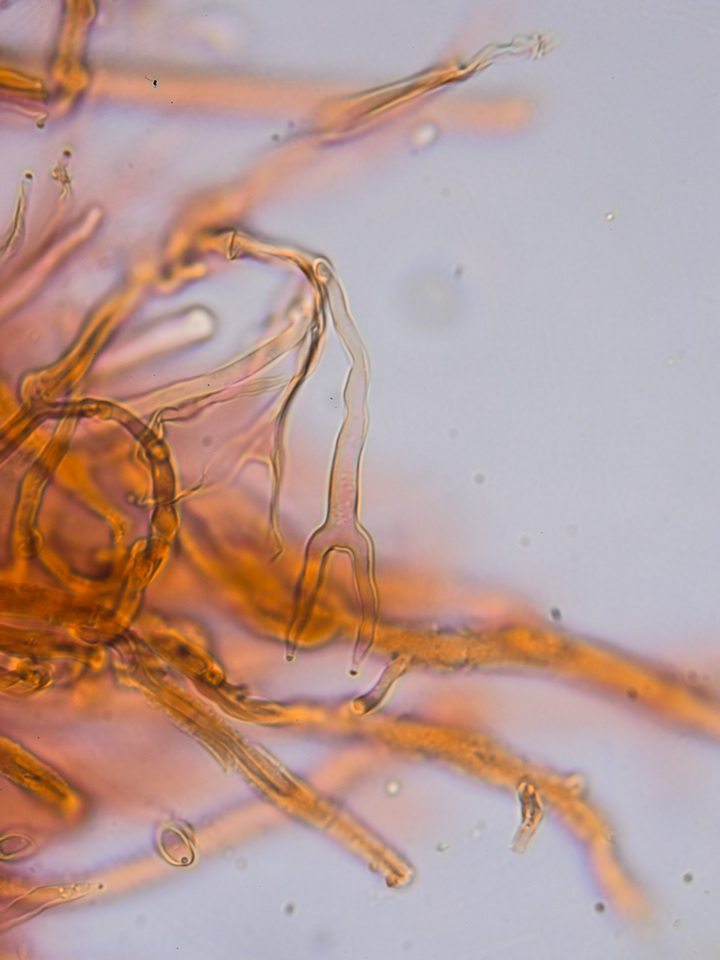 Dacrymyces tortus image