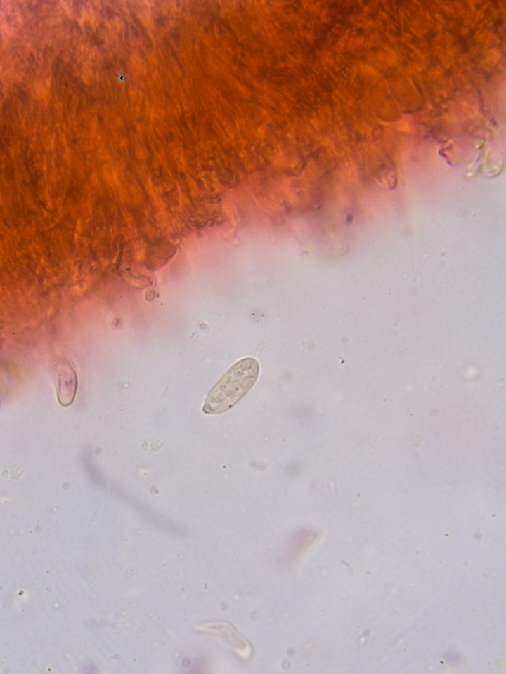 Dacrymyces tortus image