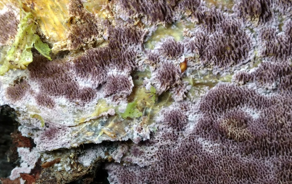Trichaptum laricinum image