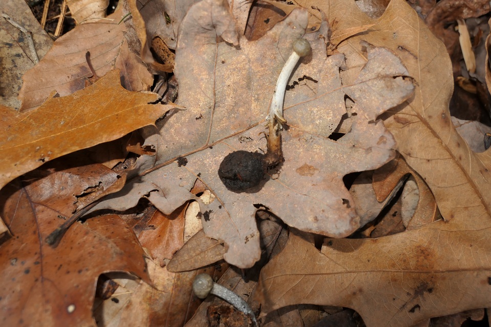 Elaphomyces cyanosporus image