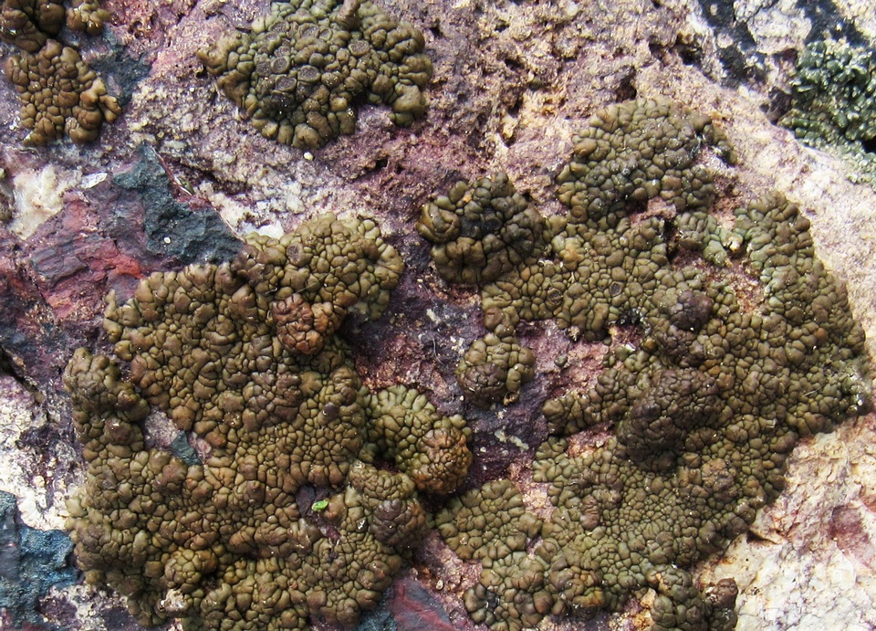 Acarospora rugulosa image