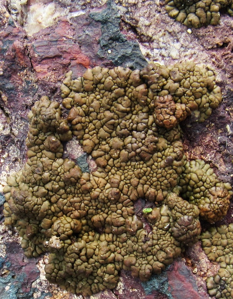 Acarospora rugulosa image