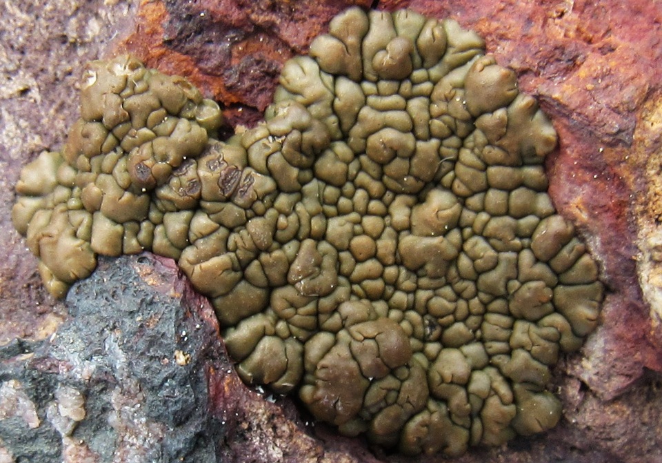 Acarospora rugulosa image