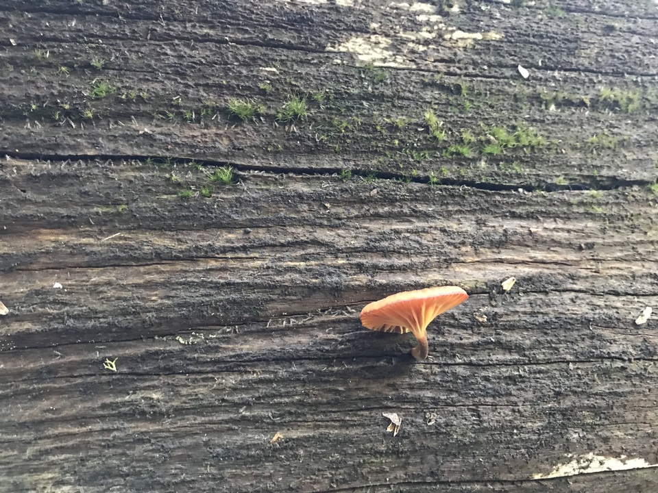 Xeromphalina enigmatica image