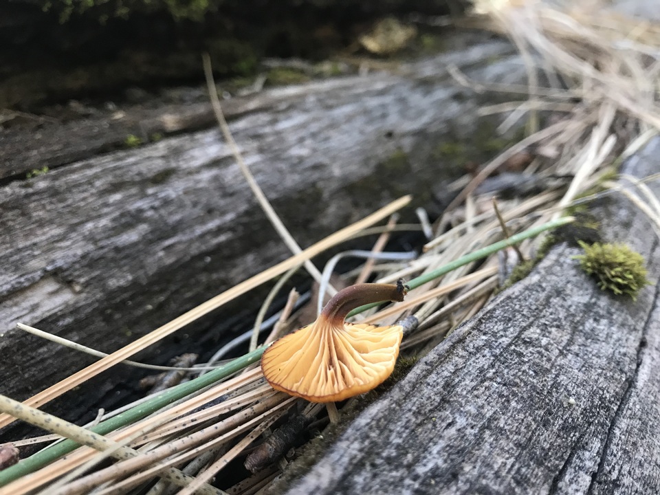 Xeromphalina enigmatica image