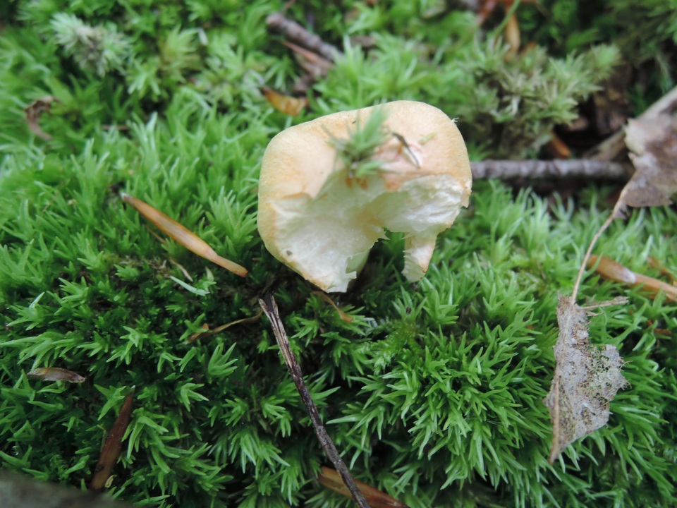 Hygrophorus laurae image