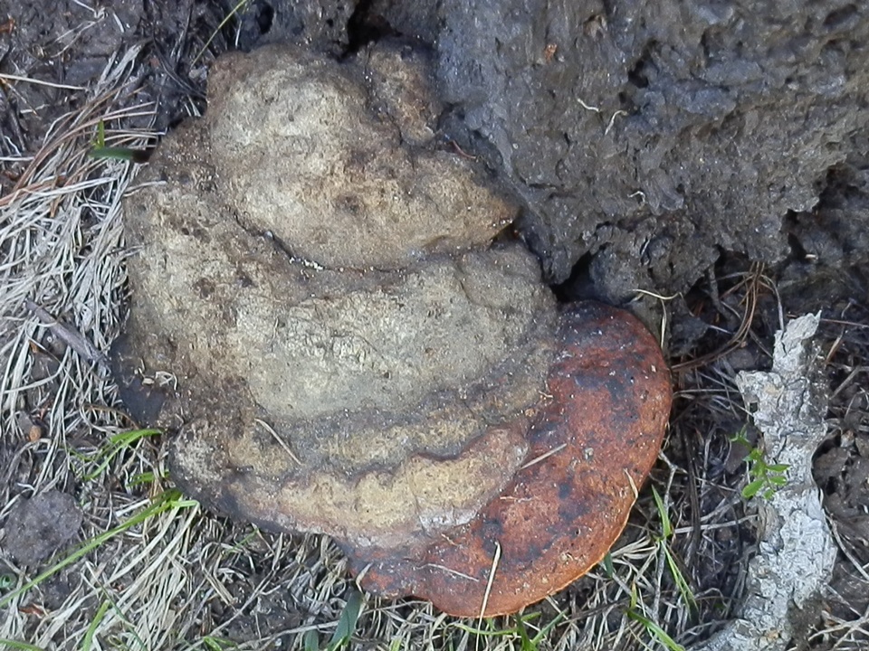 Fomitopsis schrenkii image