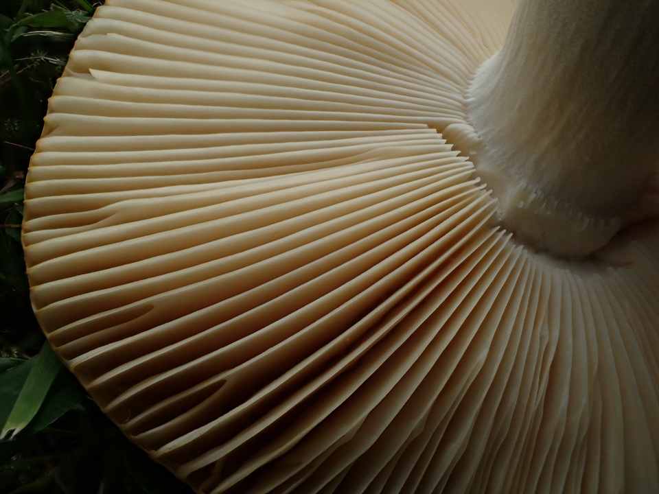 Russula flava image