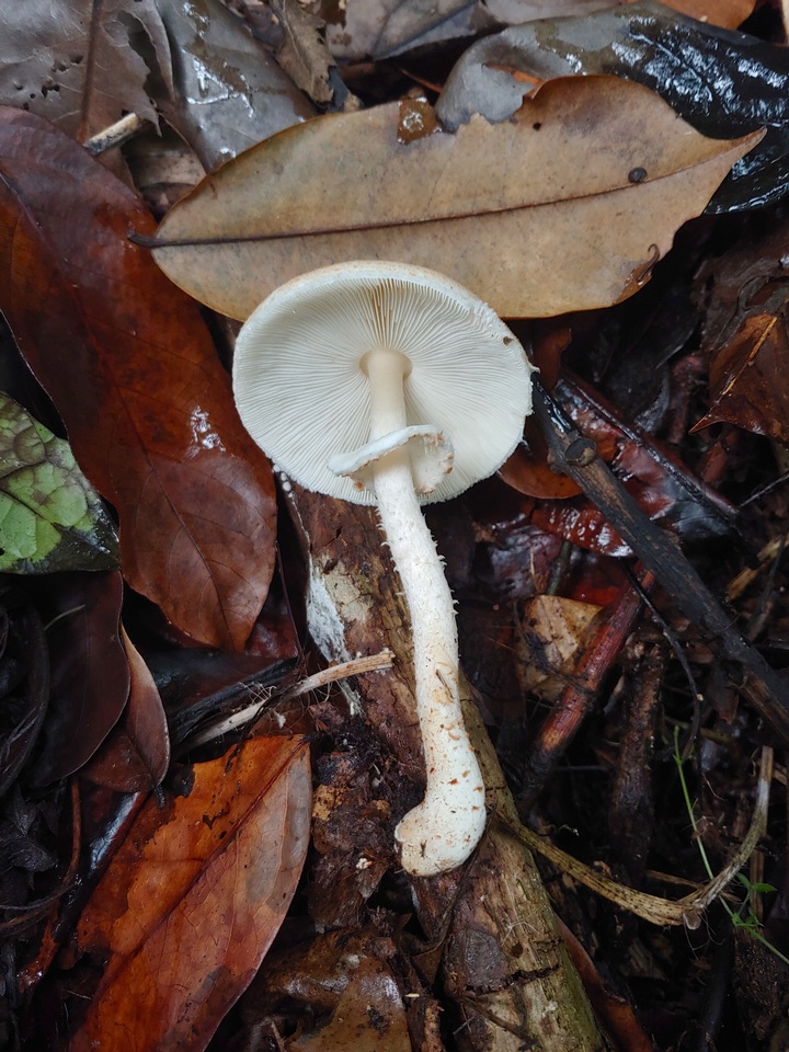 Agaricus rufoaurantiacus image
