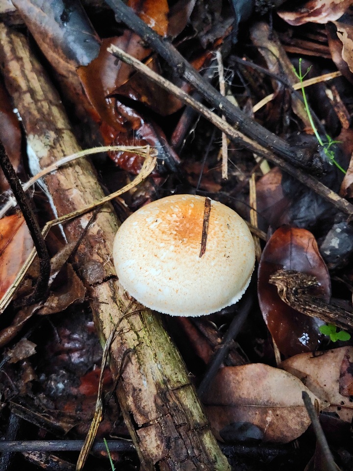 Agaricus rufoaurantiacus image