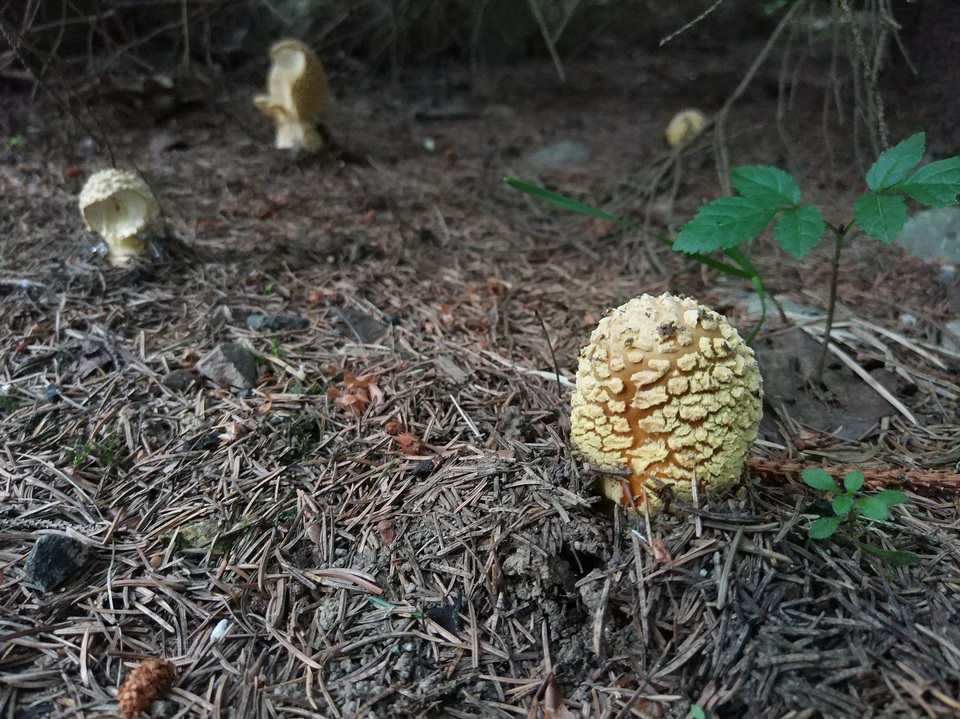Amanita regalis image