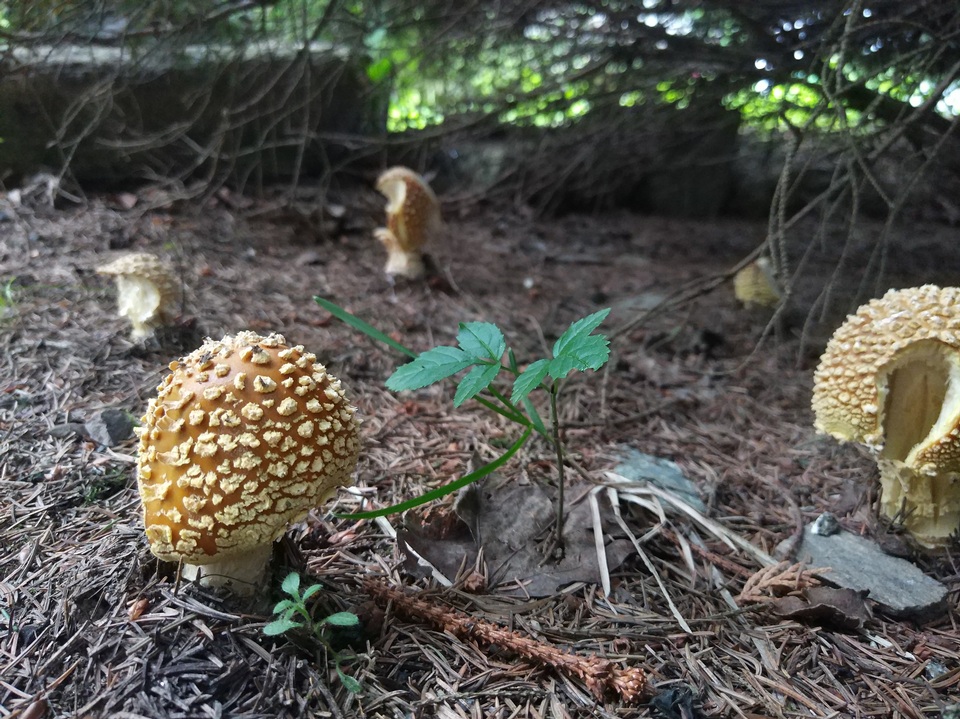 Amanita regalis image