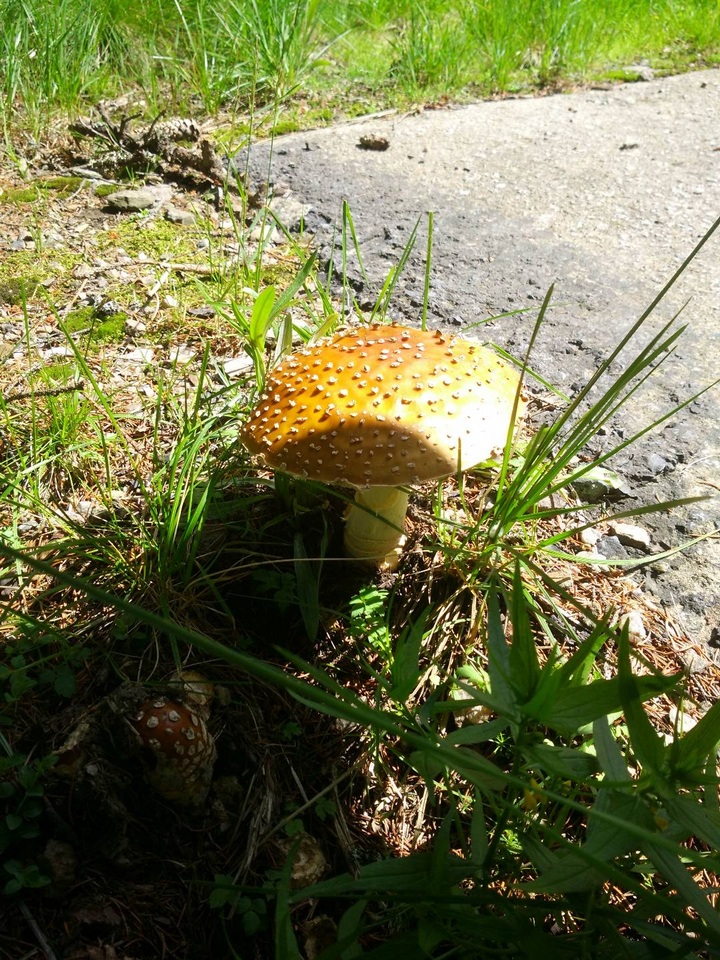 Amanita regalis image