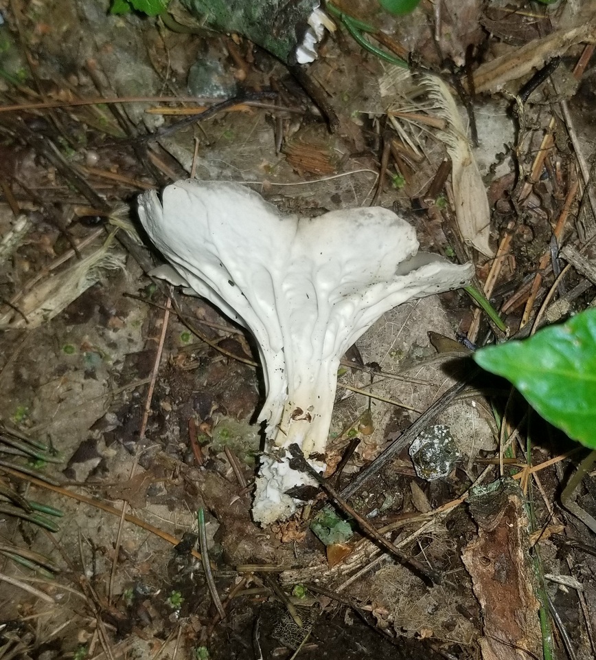 Helvella griseoalba image