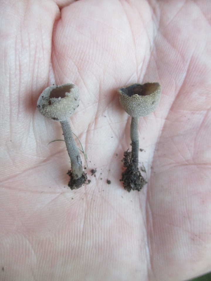 Helvella fibrosa image