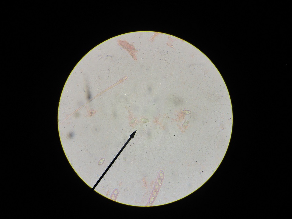 Helvella fibrosa image