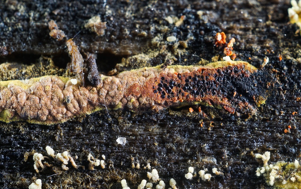 Calcarisporium arbuscula image